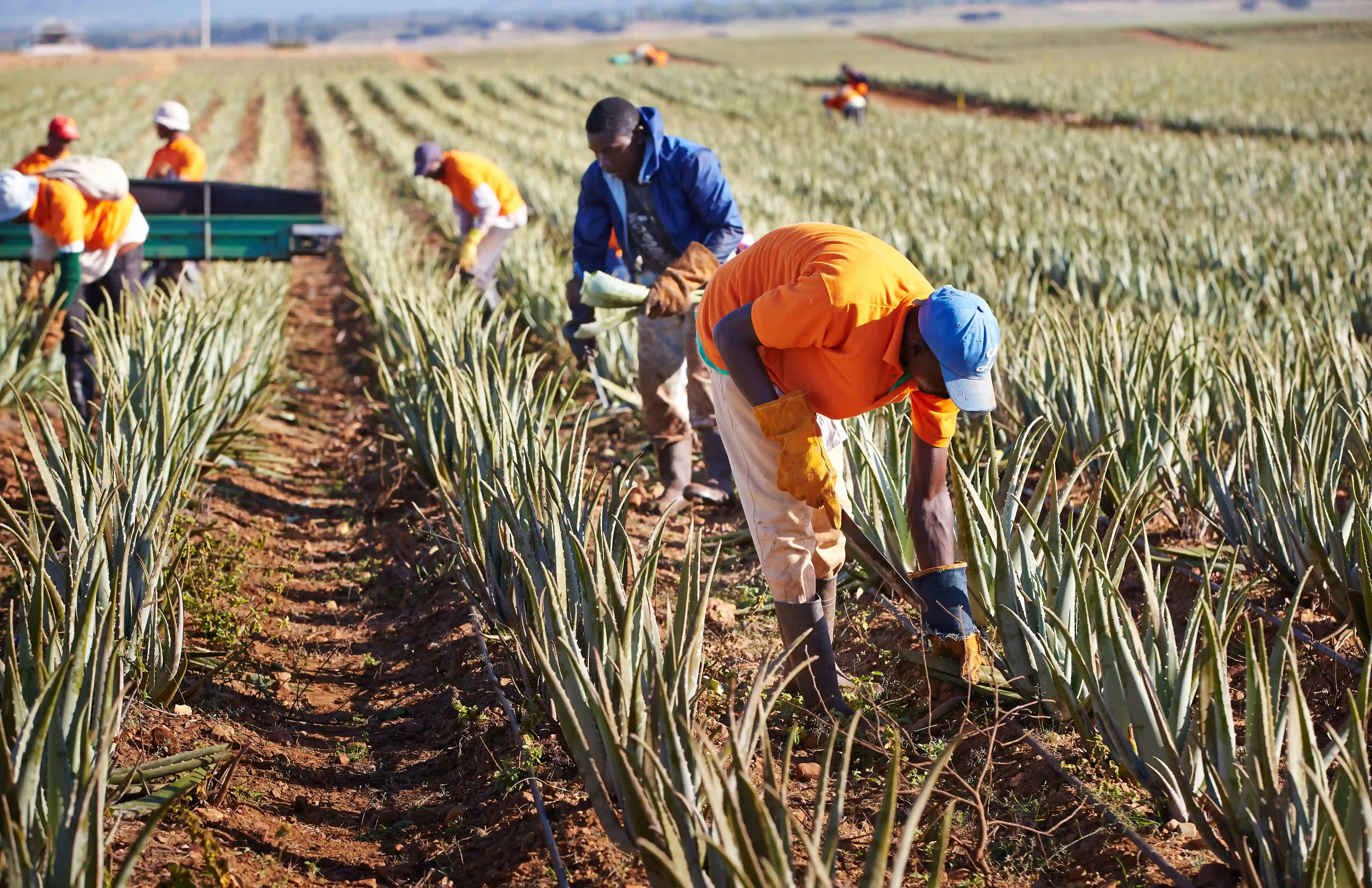 Forever Living aloe vera fields